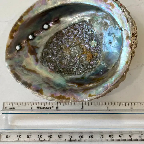 Abalone Shell Smudge Bowl (Medium)
